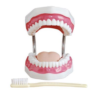 牙护理保健模型HK-HY1