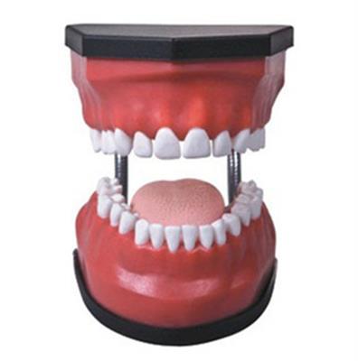 豪华型牙护理保健模型HK-HY2