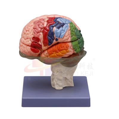 大脑模型（16部分）