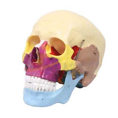 头颅骨骨性着色模型（三部件）头颅骨骨性着色模型（三部件）
