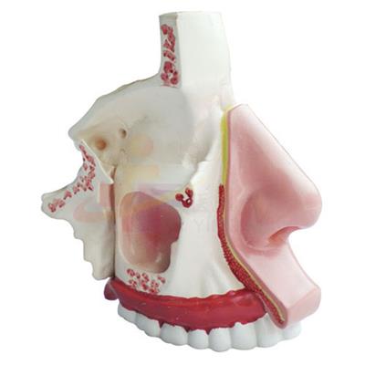 鼻腔解剖示教模型