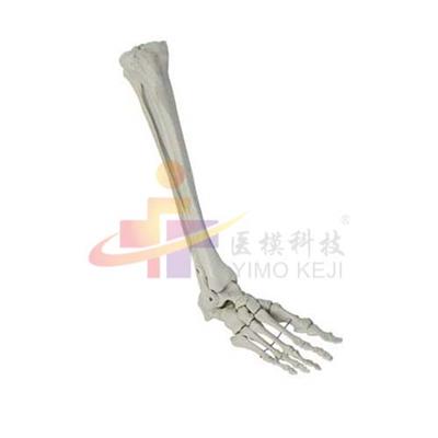 足骨、腓骨与胫骨模型QS1118