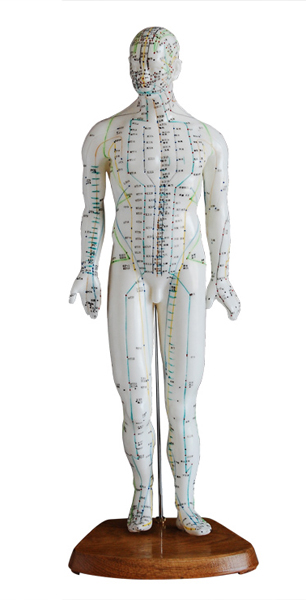 人体针灸模型（男性）高46cmXC505