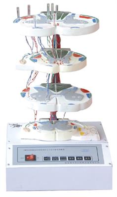脊髓的内部结构和上、下行纤维电动模型LY0026