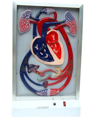 心脏搏动与血液循环电动模型SME26