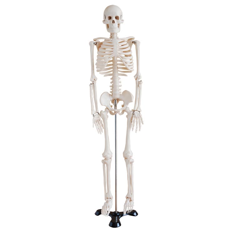 人体骨骼模型XC102-85cm
