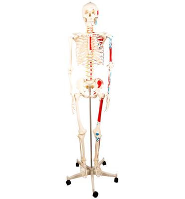 人体骨骼附半边肌肉着色模型170cmXC101B