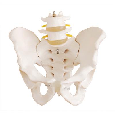 骨盆带二节腰椎模型(自然大)XC128