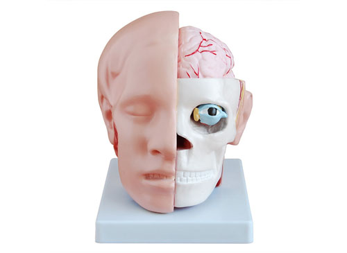 头解剖附脑动脉模型XY-318B