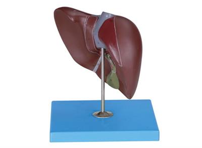 肝脏模型XY-A12008