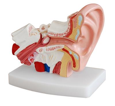 耳朵解剖模型（放大1.5倍）XY-303D