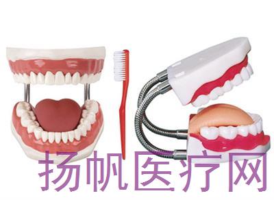 牙护理保健模型（28颗牙，放大5倍）XY-K1