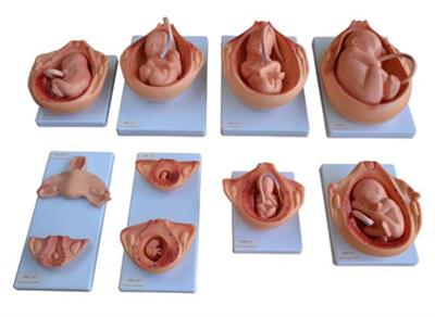 胎儿妊娠发育过程模型XY-414