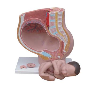 骨盆含妊娠九个月胎儿模型XY-332B