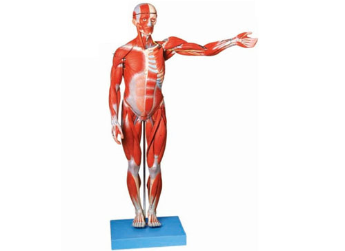 人体全身肌肉解剖模型（缩小模型）XY-A11302-1