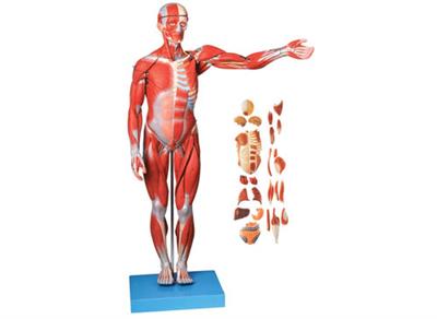人体全身肌肉附内脏模型（自然大）XY-A11301-2