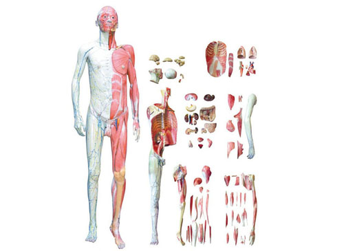 人体层次解剖模型XY-A10001A