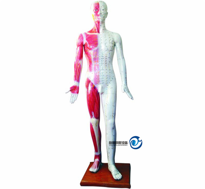 人体针灸模型178CMYJ-501