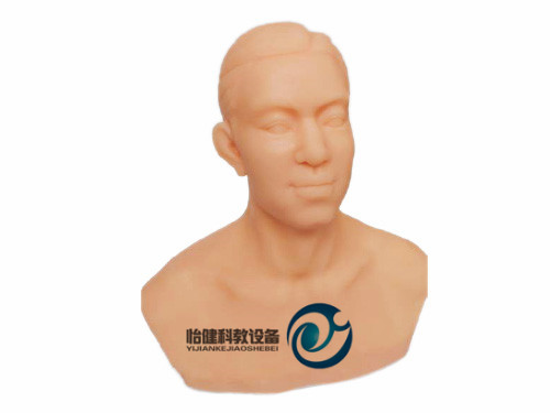 中医针灸头部训练模型YJ-ZJT1