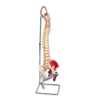 带股骨头和着色肌肉的豪华型活动脊柱模型A58-7