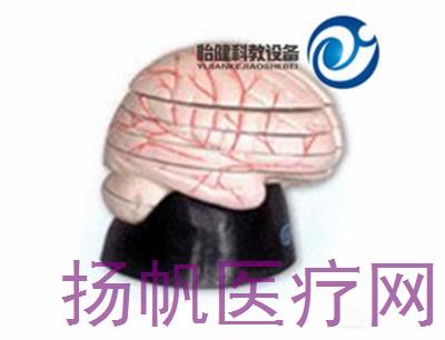 脑水平切面模型YJ-A18208
