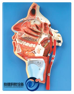 口、鼻、咽、喉内侧面血管神经模型YJ/A18108
