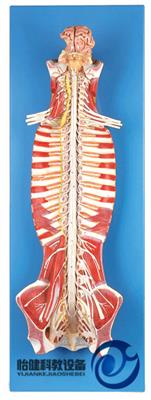 椎管内部脊髓神经模型YJ-A18102