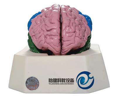 大脑分叶模型YJ-A18204