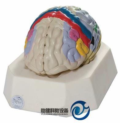 大脑皮质功能定位模型YJ-A18205