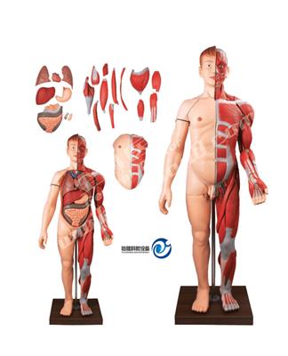 人体全身层次肌肉附内脏模型YJ-A10001