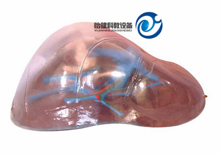透明肝脏模型YJ-A12010