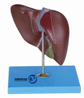 肝脏模型 YJ-A12008