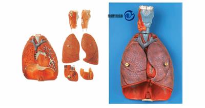 喉、心、肺模型YJ-A13012