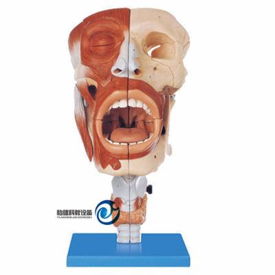 鼻、口、咽、喉腔模型YJ-A13001