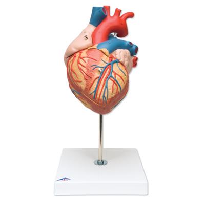 心脏模型(实物的2倍)4部分-德国3B-G12