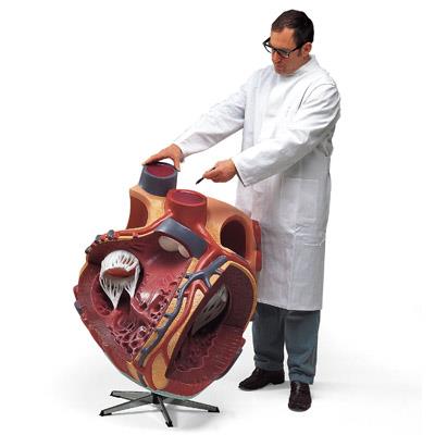 巨型心脏模型(实物的8倍)-德国3B-VD250