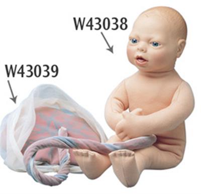 胎儿模型-德国3B-W43038