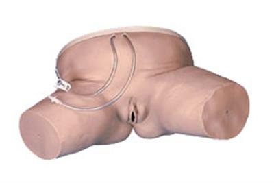 女性导尿管插入模拟-德国3B-W44006