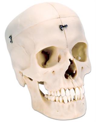 头颅骨模型(4部分)-德国3B-A281