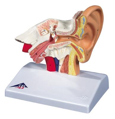 台式耳模型-实物1.5倍-E12