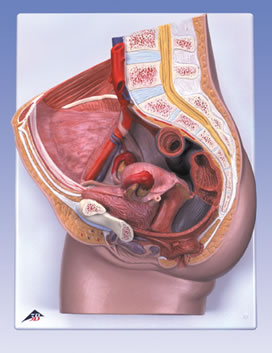 女性骨盆模型-2部分H10