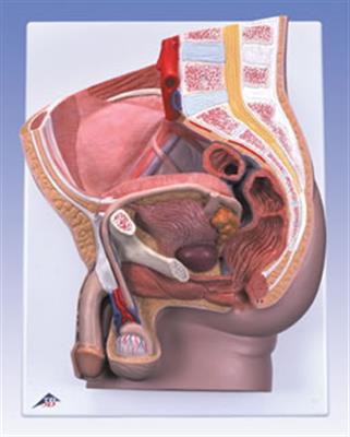 男性骨盆模型-2部分-H11