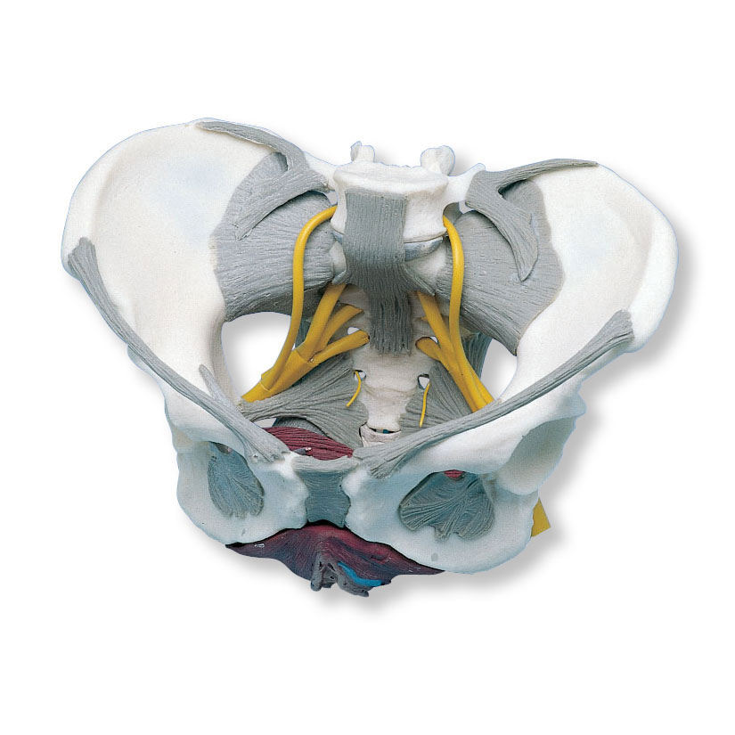 带韧带、神经和底肌的女性骨盆模型W19020