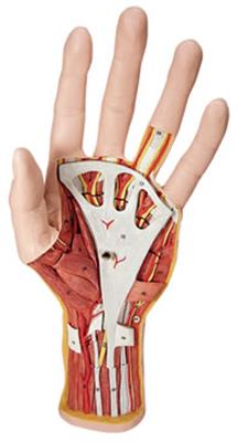 带动脉的手骨骼-德国3B-M17