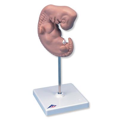 胚胎模型-德国3B-L15