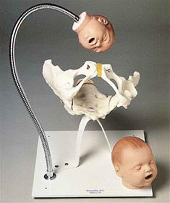 带有胎儿头的骨盆模型-SB32536U