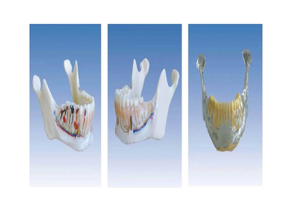 下颌骨解剖模型KY0061