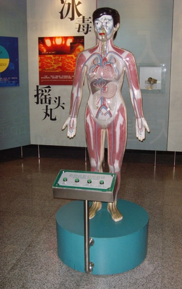 微电脑人体吸毒血液循环演示模型 (自然大)KAY-10000