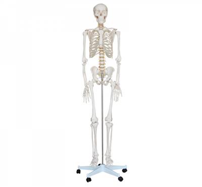 人体骨骼模型180CMKAY-A001