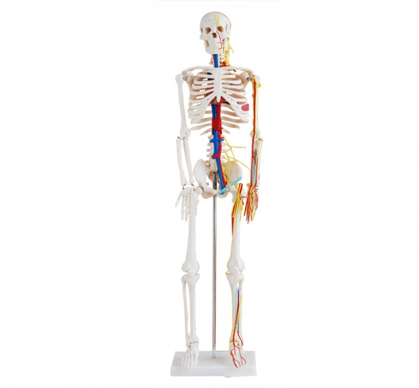 人体骨骼带心脏与血管模型85CM-A004